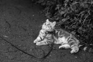A black and white photo of a cat on a leash