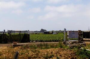 Watsonville, CA, 2024 - Farm Workers Taking A Break In Agricultural Field photo