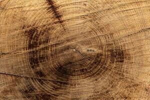 Close-up view of a tree cross-section or tree ring pattern photo