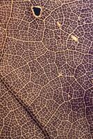 Patterns of leaf nerves that look like a complex city map photo