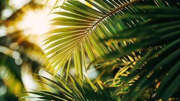 Palm leaves backlit by the sun, creating a warm glow and soft light. video