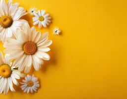 Daisies on yellow background photo