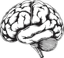 The human brain in a black and white drawing vector