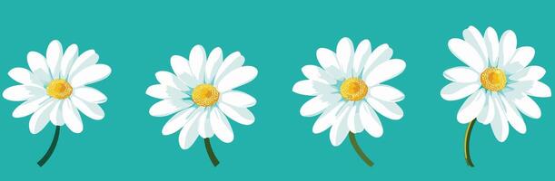 Illustration of four white daisies with yellow centers on a teal background. vector
