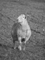sheep in westphalia photo