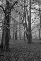 dark forest in westphalia photo