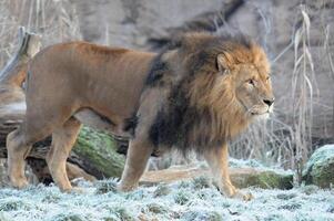 big lion in a zoo photo