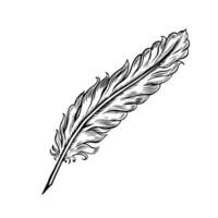 A quill pen for the manuscript. black and white hand-drawn graphics on a white background. An element of the design of invitations, greeting cards, and postcards. For posters, posters, and more vector