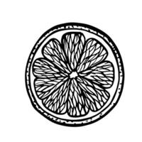 A slice of lemon. graphic illustration of sliced lime, orange, grapefruit. A black and white hand-drawn image of a citrus fruit. On a white background. Great for menus, labels, cooking recipes. vector
