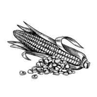 A corn cob and a handful of grains. graphics with the image of corn. Black and white hand-drawn illustration. On a white background. Great for labels, banners, posters and packages. vector
