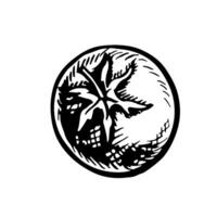 Tomato. graphics with the image of a vegetable. A hand-drawn black and white hand-drawn food illustration. On a white background. For menus, posters or labels. For cooking recipes and packages. vector