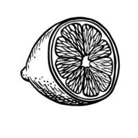 Half a lemon. graphic illustration of a cut lime. A black and white hand-drawn image of citrus fruits. On a white background. Great for menus, labels, cooking recipes. vector