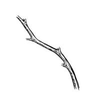 A bare branch. graphic illustration of a branch without leaves. A black and white hand-drawn image. On a white background. Great for creating flower arrangements. vector