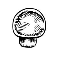 Mushroom champignon. graphics with the image of a mushroom. A hand-drawn black and white hand-drawn food illustration. On a white background. For menus, labels. For cooking recipes and packages vector