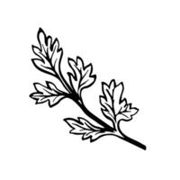 Celery. graphics with the image of parsley greens. A hand-drawn black and white culinary illustration. On a white background. For menus, posters or labels. For cooking recipes and packages. vector