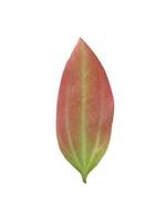 Saigon cinnamon, Cinnamomum loureiroi, Vietnamese cinnamon or Vietnamese cassia leaf isolated on white background with clipping paths. photo