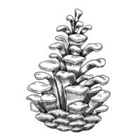 illustration of Pine Cone. Drawing of forest winter element painted by black inks for greeting cards or invitations. Outline part of Christmas fir tree. Line art of pinecone. Etching of plant. vector