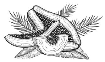 illustration of Papaya Fruits with palm leaves in linear style. Food etching of pawpaw plant painted by black inks. Outline Drawing of exotic tropical dessert. Sketch for production label. vector