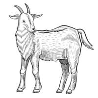 Goat Illustration. Drawing of farming animal painted by black inks in outline style. Line art for dairy product. Linear sketch for milk production. Monochrome engraving on isolated background. vector