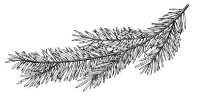 illustration of Pine or Fir branches. Outline Drawing with Christmas tree on isolated background for New Year greeting cards or holiday invitations. Black line art of Coniferous twigs for Xmas. vector