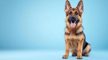Realistic German Shepherd Puppy Isolated on Blue Background photo