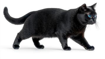 Realistic Russian Blue Cat Isolated on White Background photo