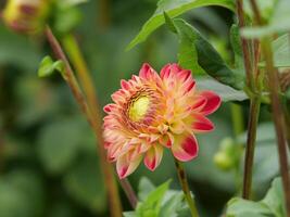 A red and yellow flower with green leaves photo