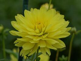 A yellow flower is blooming in the middle of a green field photo