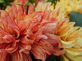 A close up of a bunch of yellow and red flowers photo