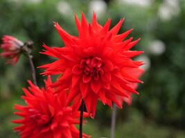 A red flower is in the middle of a green field photo