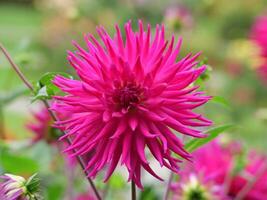 A close up of a bright pink flower photo