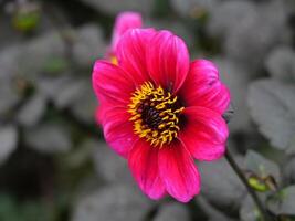 A pink flower with a yellow center is in the middle of a green plant photo