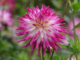 A close up of a pink and white flower photo