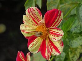 A bee on a red and yellow flower photo