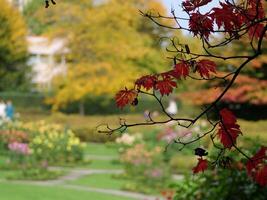 A red leaf on a tree photo