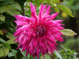 A large pink flower with many petals photo