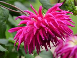 A close up of a pink flower with green leaves photo