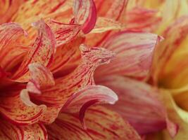 A close up of a yellow and red flower photo
