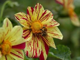 Bee on yellow and red striped flower photo