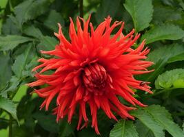 A large red flower with many leaves photo