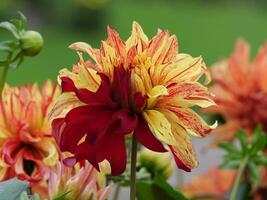 A close up of a red and yellow flower photo