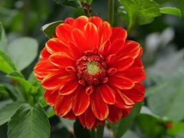 A large red flower with yellow centers photo