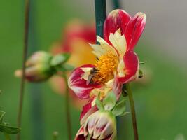 A bee is on a flower photo