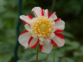 A white and red flower with yellow centers photo