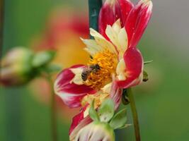A bee is on a flower photo