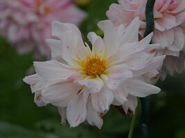 A close up of a flower with a yellow center photo