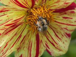 A bee on a yellow and red striped flower photo