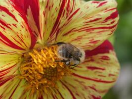 A bee on a flower photo