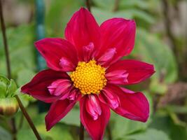 A red flower with yellow center is in the middle of a green plant photo