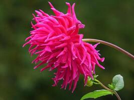 A pink flower with green leaves in the background photo